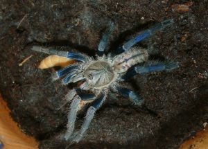 Haplopelma lividum